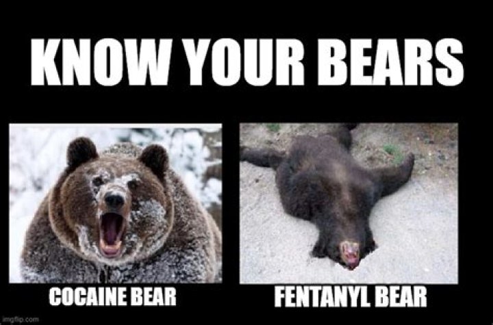 Laugh Out Loud: The Wildest Cocaine Bear Memes