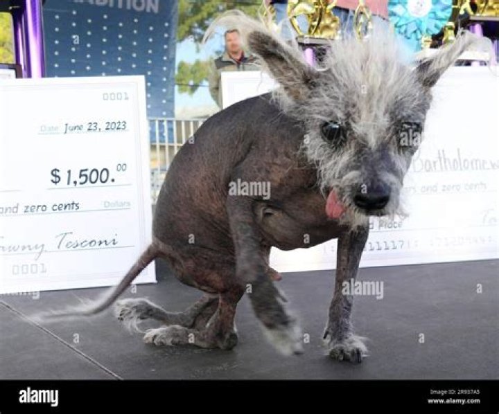 The Most Hideous Hound: Meet The World's Ugliest Dog